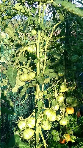 POMODORI 2