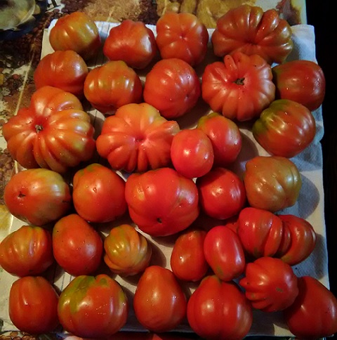 raccolta pomodori