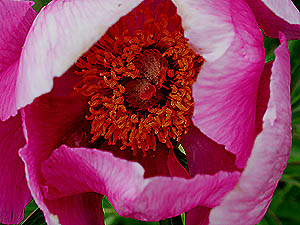 04-01-11_peonia.jpg