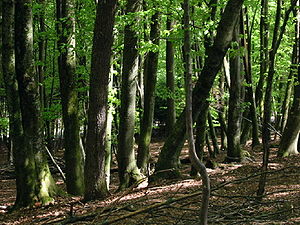 05-08-10_Foresta.jpg
